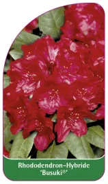 etykieta-szkolkarska-rhododendron-busuki