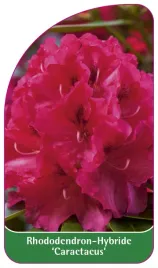 etykieta-szkolkarska-rhododendron-caractacus