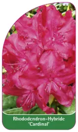 etykieta-szkolkarska-rhododendron-cardinal