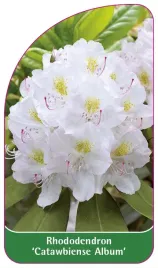 etykieta-szkolkarska-rhododendron-catawbiense-album