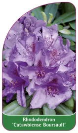 etykieta-szkolkarska-rhododendron-catawbiense-boursault