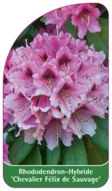 etykieta-szkolkarska-rhododendron-chevalier-felix-de-sauvage