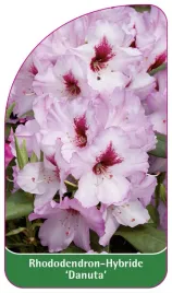 etykieta-szkolkarska-rhododendron-danuta