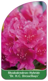 etykieta-szkolkarska-rhododendron-dr-h-c-dresselhuys