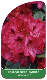 etykieta-szkolkarska-rhododendron-europa-93