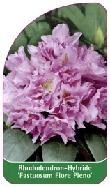 etykieta-szkolkarska-rhododendron-fastuosum-flore-pleno
