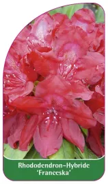 etykieta-szkolkarska-rhododendron-franceska