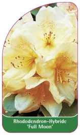 etykieta-szkolkarska-rhododendron-full-moon