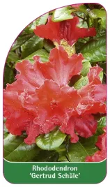 etykieta-szkolkarska-rhododendron-gertrud-schale
