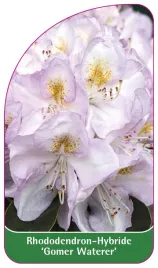 etykieta-szkolkarska-rhododendron-gomer-waterer