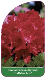 etykieta-szkolkarska-rhododendron-halfdan-lem