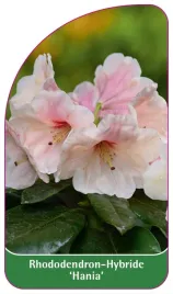 etykieta-szkolkarska-rhododendron-hania