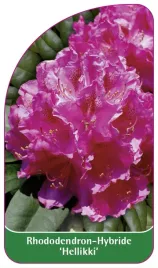 etykieta-szkolkarska-rhododendron-hellikki