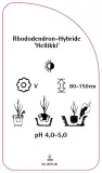 etykieta-szkolkarska-rhododendron-hellikki-stan-nowy