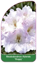etykieta-szkolkarska-rhododendron-hoppy