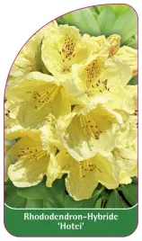 etykieta-szkolkarska-rhododendron-hotei-a