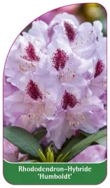 etykieta-szkolkarska-rhododendron-humboldt