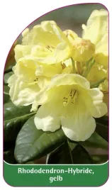 etykieta-szkolkarska-rhododendron-hybride-gelb-a