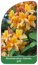 etykieta-szkolkarska-rhododendron-hybride-gelb-b