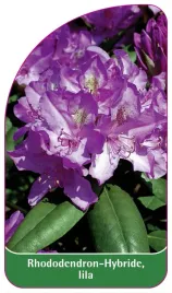 etykieta-szkolkarska-rhododendron-hybride-lila-a