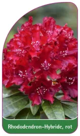 etykieta-szkolkarska-rhododendron-hybride-rot-a