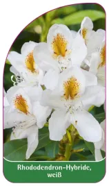 etykieta-szkolkarska-rhododendron-hybride-weiss