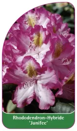 etykieta-szkolkarska-rhododendron-junifee
