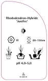 etykieta-szkolkarska-rhododendron-junifee-stan-nowy