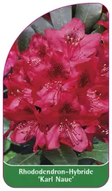 etykieta-szkolkarska-rhododendron-karl-naue