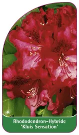 etykieta-szkolkarska-rhododendron-kluis-sensation