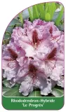etykieta-szkolkarska-rhododendron-le-progres