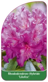 etykieta-szkolkarska-rhododendron-lilofee