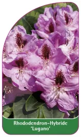 etykieta-szkolkarska-rhododendron-lugano