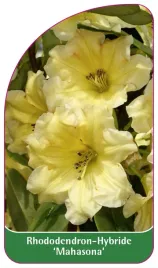 etykieta-szkolkarska-rhododendron-mahasona