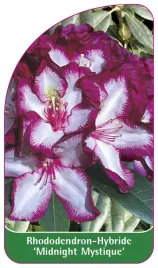 etykieta-szkolkarska-rhododendron-midnight-mystique