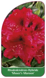 etykieta-szkolkarska-rhododendron-moser-s-maroon
