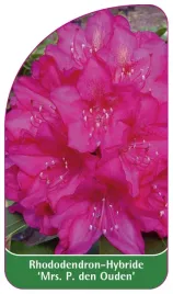 etykieta-szkolkarska-rhododendron-mrs-p-den-ouden