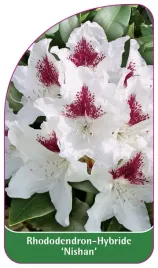 etykieta-szkolkarska-rhododendron-nishan
