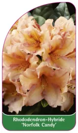etykieta-szkolkarska-rhododendron-norfolk-candy