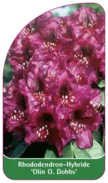 etykieta-szkolkarska-rhododendron-olin-o-dobbs