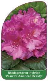 etykieta-szkolkarska-rhododendron-pearce-s-american-beauty