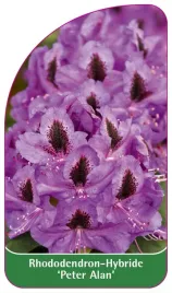 etykieta-szkolkarska-rhododendron-peter-alan