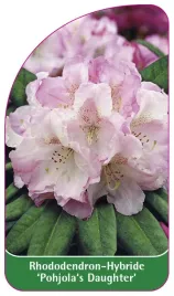 etykieta-szkolkarska-rhododendron-pohjola-s-daughter