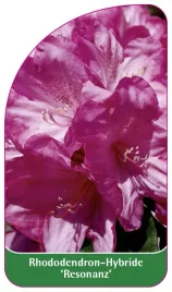 etykieta-szkolkarska-rhododendron-resonanz