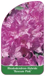 etykieta-szkolkarska-rhododendron-roseum-pink