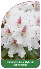 etykieta-szkolkarska-rhododendron-schneeauge-a