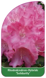 etykieta-szkolkarska-rhododendron-solidarity