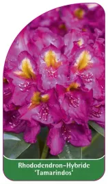 etykieta-szkolkarska-rhododendron-tamarindos-a
