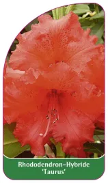 etykieta-szkolkarska-rhododendron-taurus
