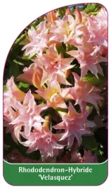 etykieta-szkolkarska-rhododendron-velasquez